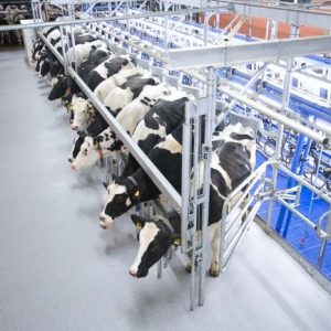 Example of a Herringbone Milking System