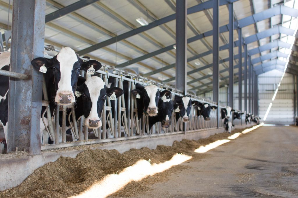 McKenna Scott - ArpsDairyVanderMade-25 McKenna Scott - ArpsDairyVanderMade-25