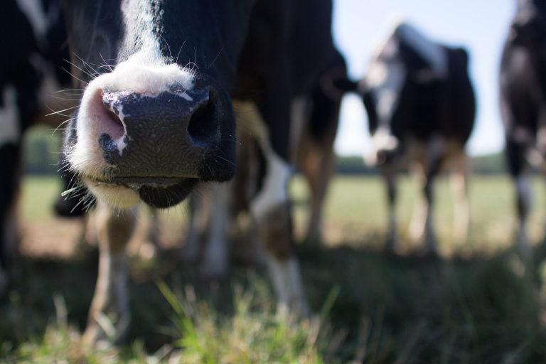 McKenna Scott - ArpsDairyHuner(regularedit)-17 McKenna Scott - ArpsDairyHuner(regularedit)-17