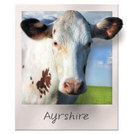 Ayrshires