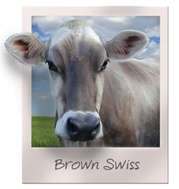 Brown Swiss