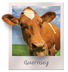 Guernseys