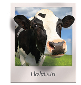 Holsteins