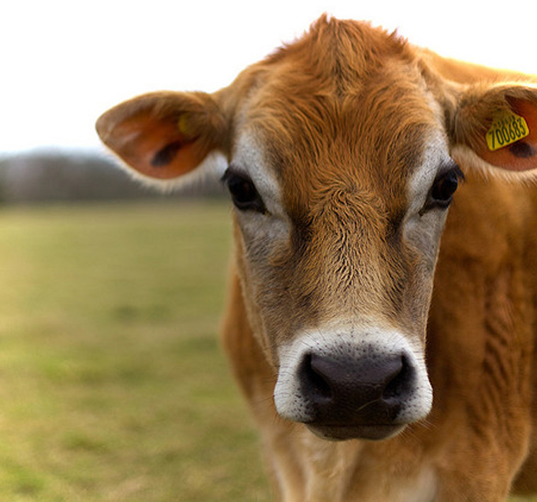 Meet the Cows