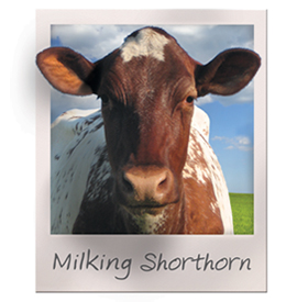 Milking Shorthorns